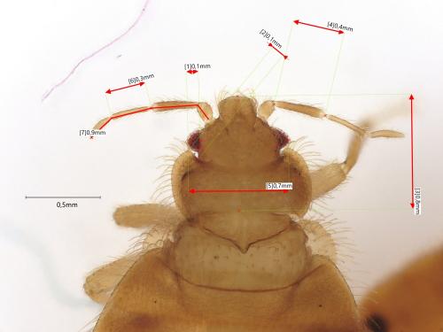 Réf. 348 780 : Oeciacus sp.